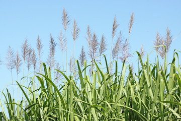 cannes à sucre fleuries