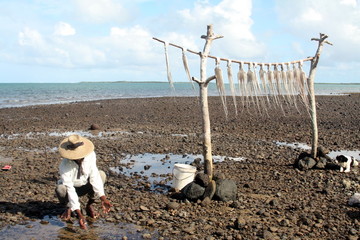 Séchage des ourites à Rodrigues - 23675962