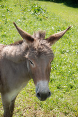 Kopfbild eines braunen Esels