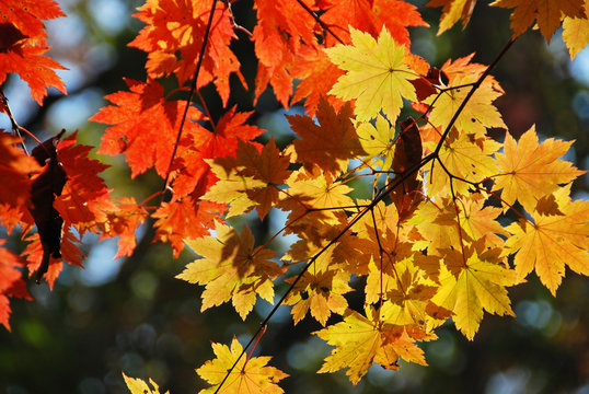 Colored maple leaves, autumn