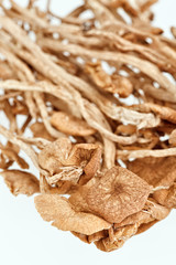 Dried armillaria (fairy-ring ) mushrooms isolated on white