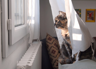 GATTO ALLA FINESTRA.