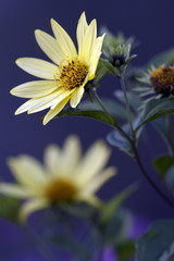 Yellow daisies on blue background