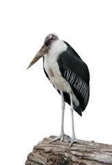 Marabu on white