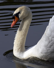 Swan, water waves and ripple