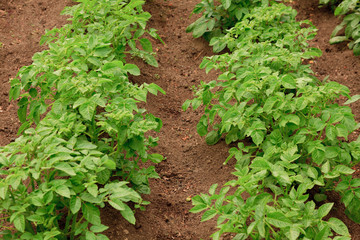 Healthy Young Potato plants in a big field