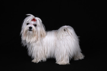 Maltese Dog stood up on a black background