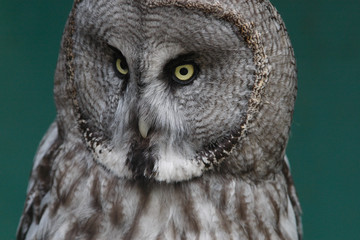 Owl portrait