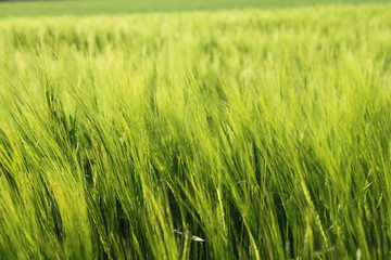 agriculture: le blé