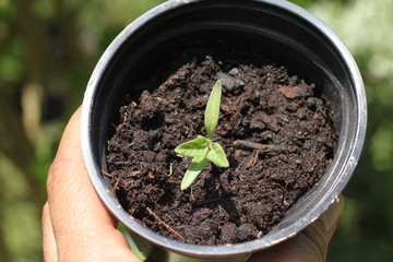 plante en pot