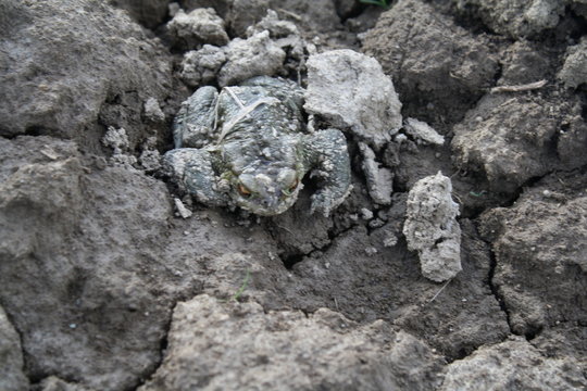 Frog zaba