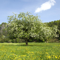 Apfelbaumbluete
