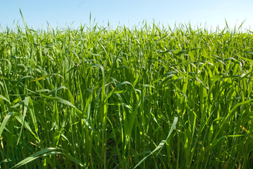 Getreide im Frühling