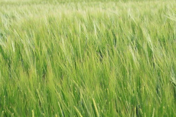 Fototapeta premium Pousse de blé au vent