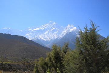 Himalaya and Tree and Blue sky