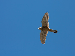 Kestrel familiy