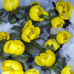 Winterling; Eranthis hyemalis