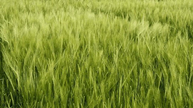 Champ de bl&eacute;