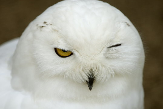 Schnee-Eule (Bubo scandiacus, Nyctea scandiaca)