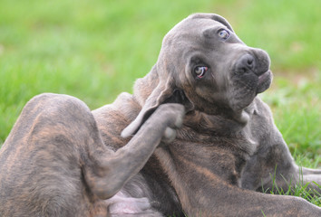 CANE CORSO, 4 MESI.