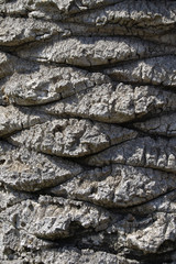 Close up of Palm tree bark