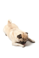 pug licking his leg