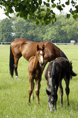 Mare with the foals on the paddock