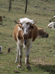 Ternera en la provincia de Madrid