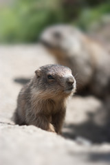 Naklejka na ściany i meble dziecko marmot close-up