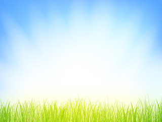 Obraz na płótnie Canvas morning grass