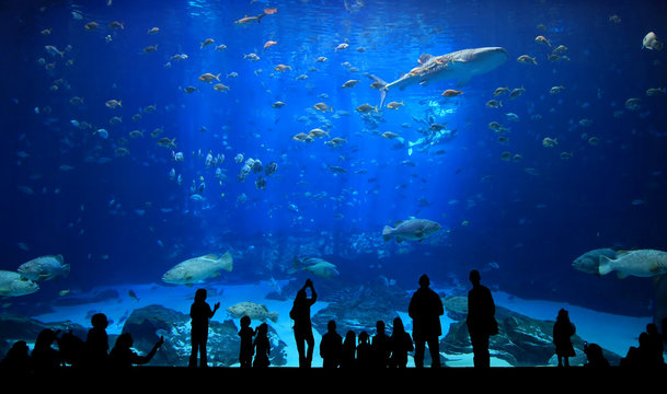 Large Aquarium - People Silhouettes