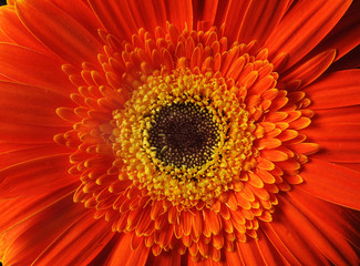 Red gerbera close-up