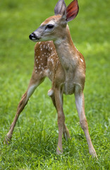 Deer fawn