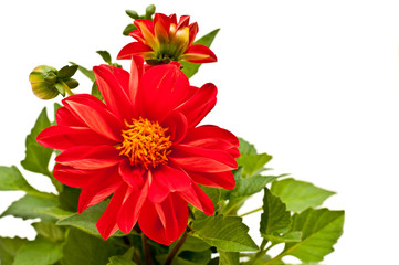 red dahlia