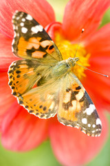 Butterfly on flower