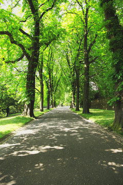 Old alley, castlegarden, germany