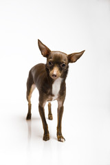 Picture of a funny curious toy terrier dog looking up