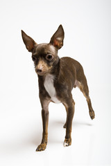 Picture of a funny curious toy terrier dog looking up