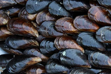 Fotobehang mussel © EvrenKalinbacak