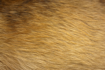 Dog fur close up