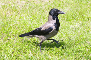 Raven walks on a city green grass