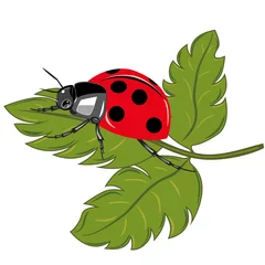 Foto op Plexiglas Lieveheersbeestje zittend op de groene blad vectorillustratie. © More Images