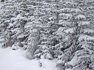 Arbres enneigés dans les Alpes (La Norma, Savoie)