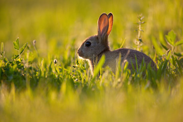 Obraz premium lapin lapine garenne sauvage gibier