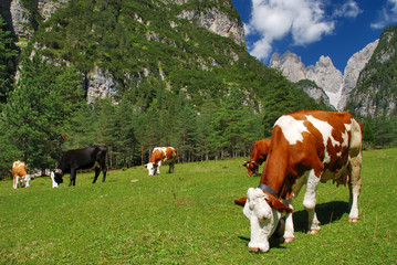 Fototapeta na wymiar Krowa brązowy i biały jedzenie na Alpy