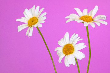 margeriten,blumenhintergrund