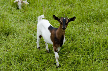 ziege