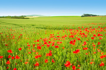 Beautiful summer poppies fields.