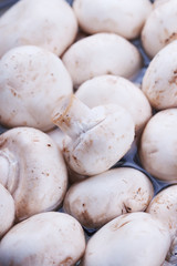 mushroom