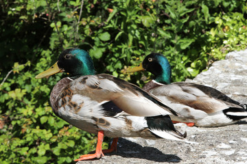 Mallard ducks